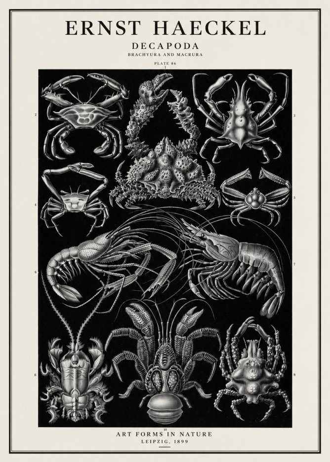 Ernst Haeckel Decapoda Brachyura and Macrura Plate 86 No1 - Plakat