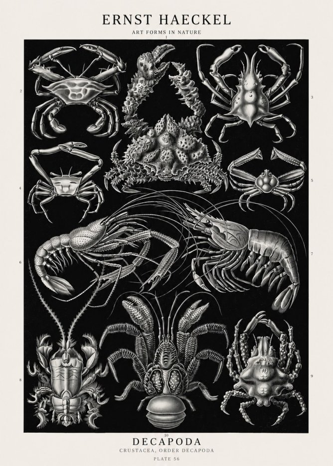Ernst Haeckel Decapoda Brachyura and Macrura Plate 86 No3 - Plakat