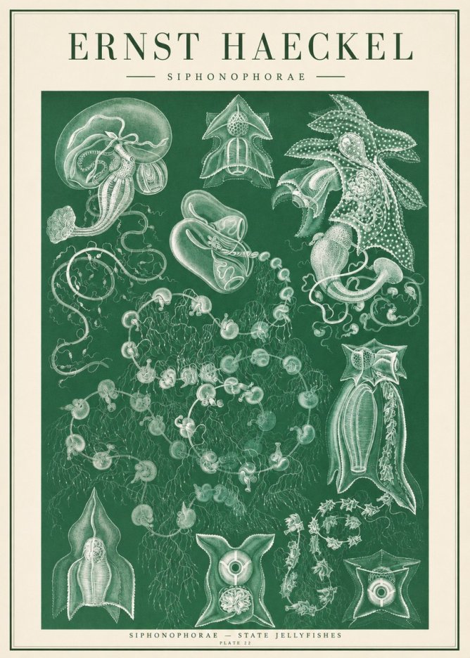 Ernst Haeckel Siphonophorae. — Statequallen. Plate 17 No2 - Plakat