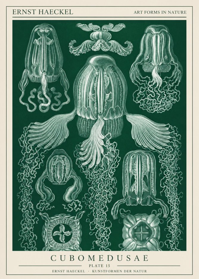 Ernst Haeckel Cubomedusae No1 - Plakat