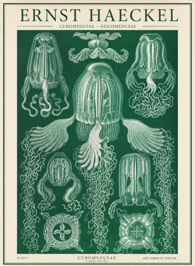 Ernst Haeckel Cubomedusae No2 - Plakat