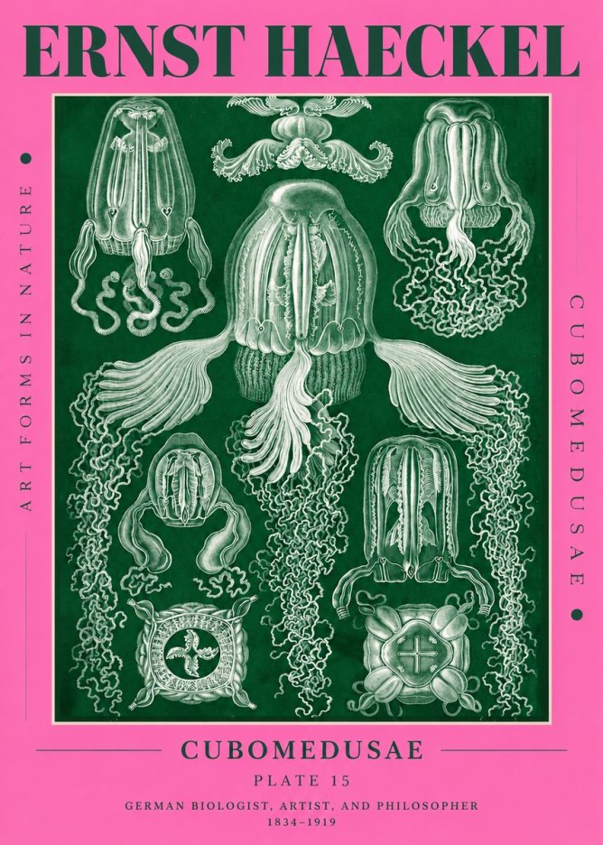 Ernst Haeckel Cubomedusae No4 - Plakat