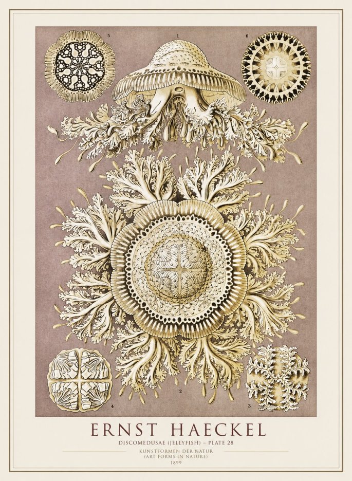 Ernst Haeckel Discomedusae No4 - Plakat