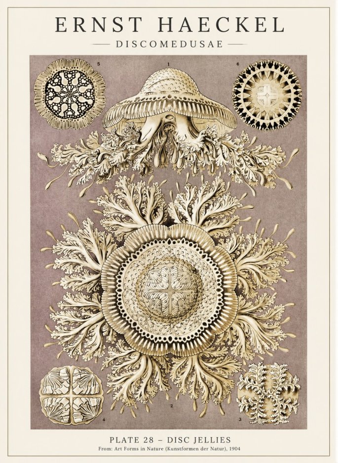 Ernst Haeckel Discomedusae No5 - Plakat