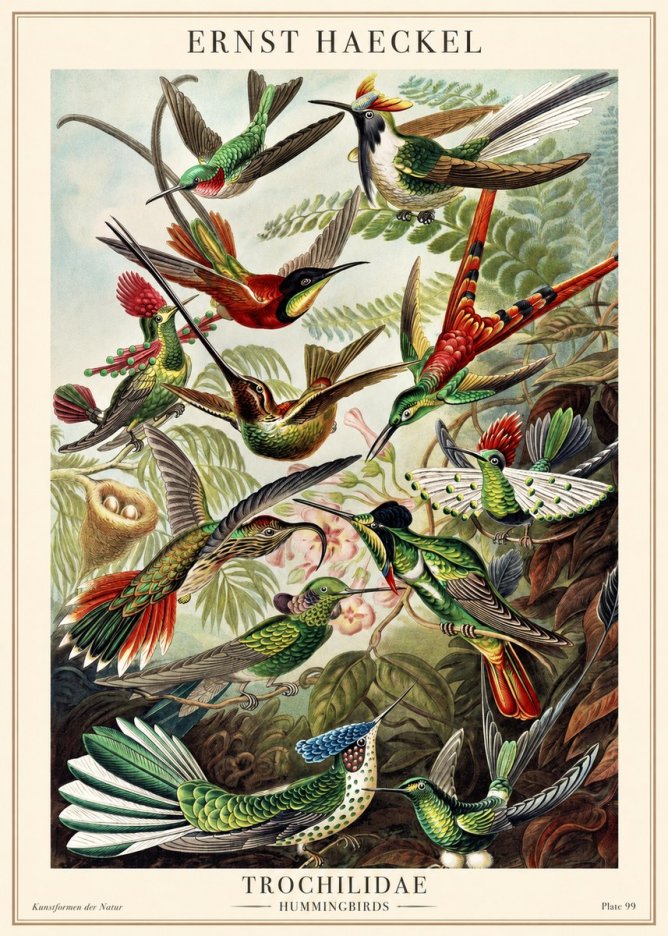 Ernst Haeckel Trochilidae - Hummingbirds No1 - Plakat