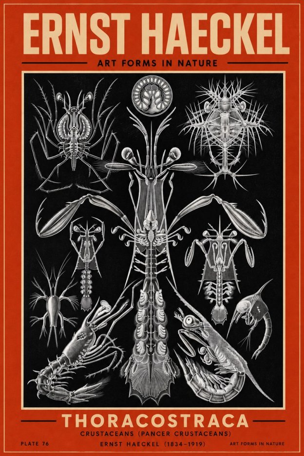 Ernst Haeckel Thoraocostraca - Crustaceans - Plate 76 No3 - Plakat