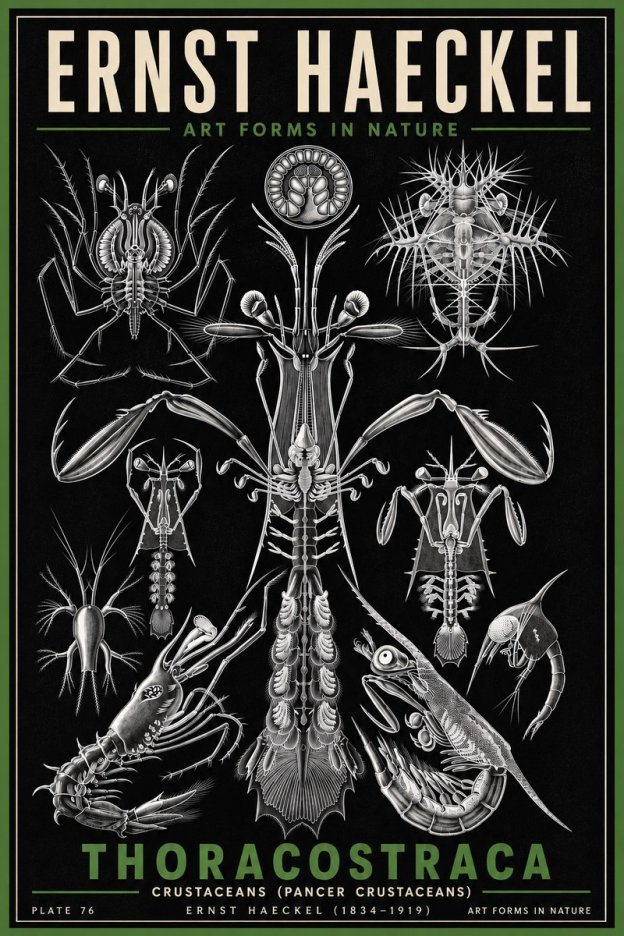 Ernst Haeckel Thoraocostraca - Crustaceans - Plate 76 No6 - Plakat