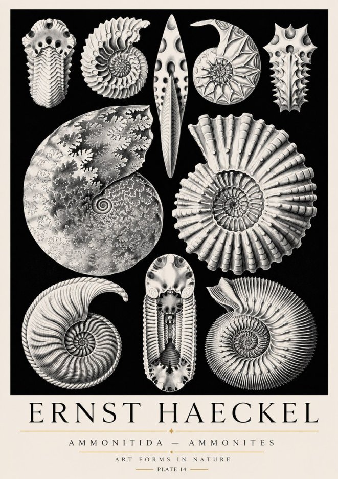 Ernst Haeckel Ammonitida - Ammonites No3 - Plakat