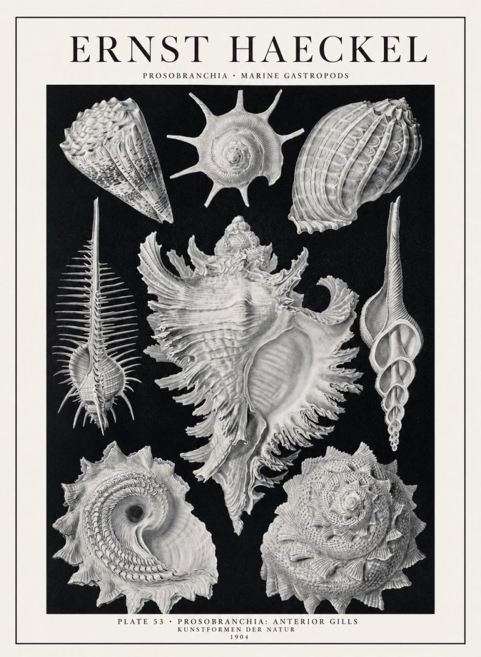 Ernst Haeckel Prosobranchia - Marine Gastropods No1 - Plakat