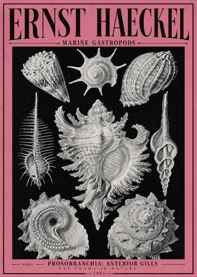 Ernst Haeckel Prosobranchia - Marine Gastropods No4 - Plakat