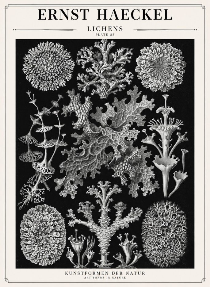 Ernst Haeckel Lichens - Plate 83 No1 - Plakat