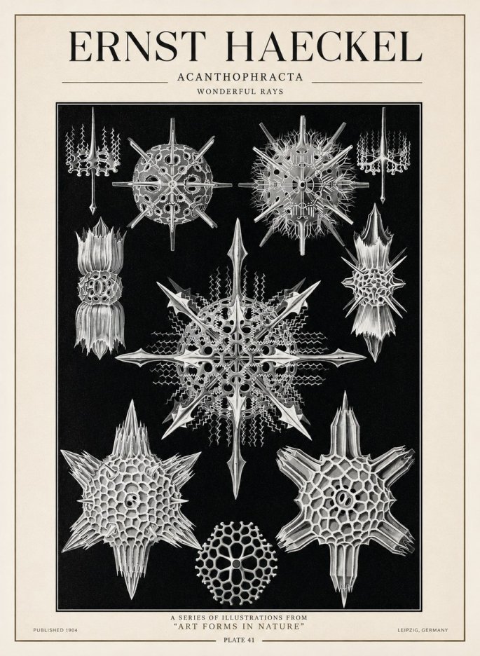 Ernst Haeckel Acanthophracta - Wonderful Rays No1 - Plakat