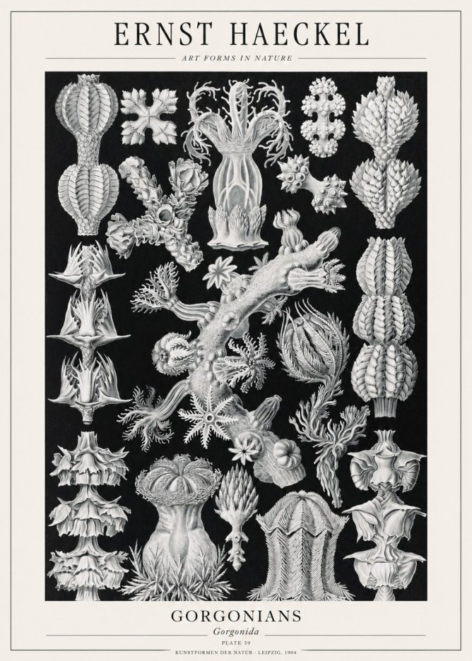 Ernst Haeckel Gorgonians No1 - Plakat