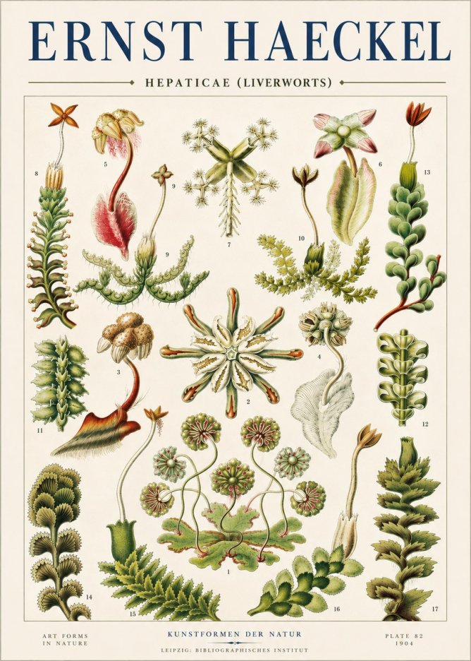 Ernst Haeckel Hepaticae (Liverworts) - Plate 82 No4 - Plakat