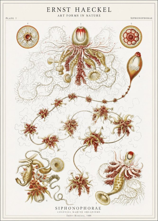 Ernst Haeckel Siphonophorae No1 - Plakat