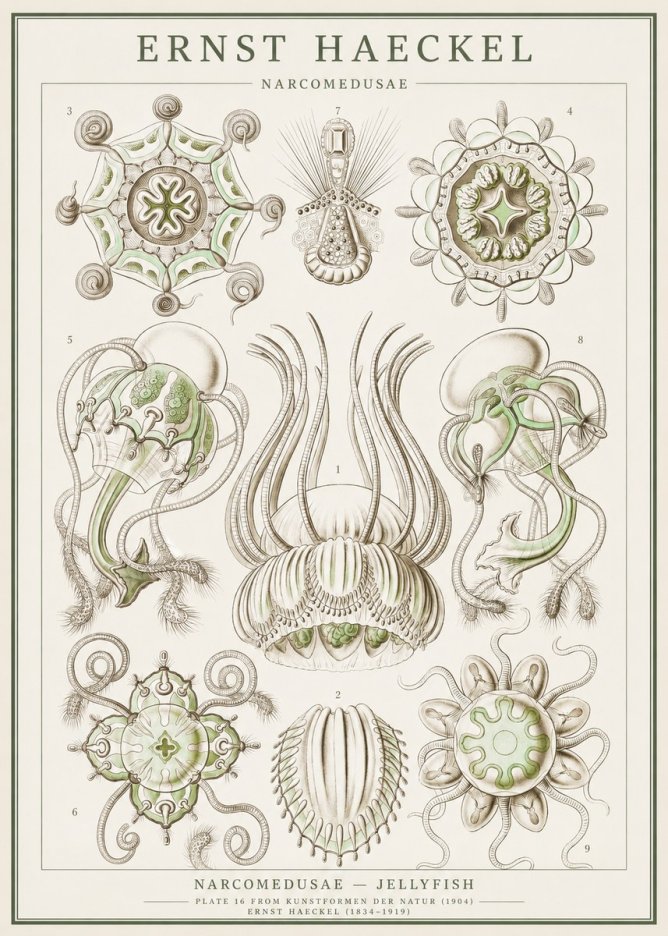 Ernst Haeckel Narcomedusae - Jellyfish No1 - Plakat
