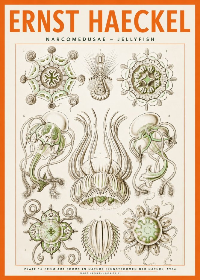 Ernst Haeckel Narcomedusae - Jellyfish No2 - Plakat