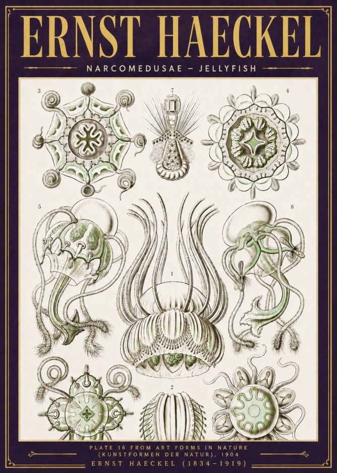 Ernst Haeckel Narcomedusae - Jellyfish No6 - Plakat