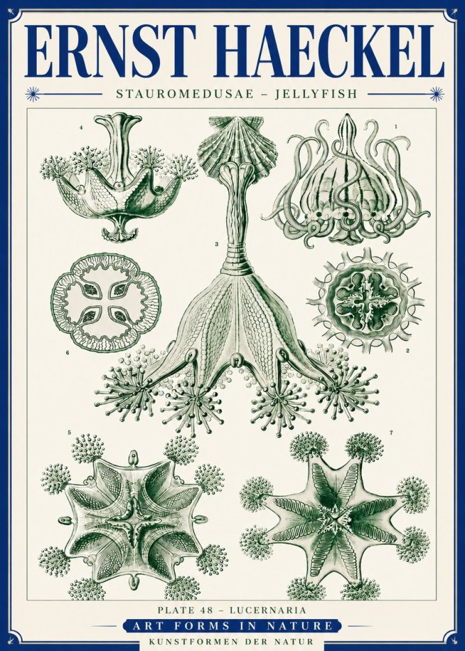 Ernst Haeckel Stauromedusae – Jellyfish No6 - Plakat