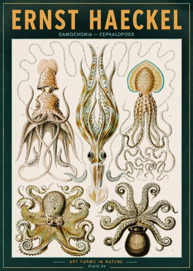 Ernst Haeckel Cephalopods Octopuses and Squid No3 - Plakat