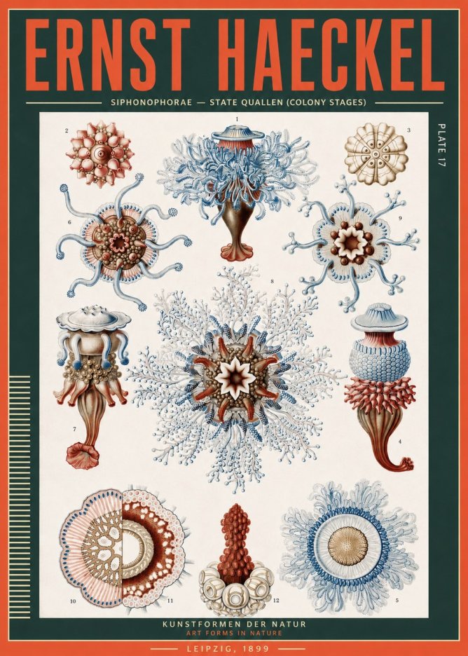 Ernst Haeckel Siphonophorae - State Quallen (Colony Stages) No3 - Plakat