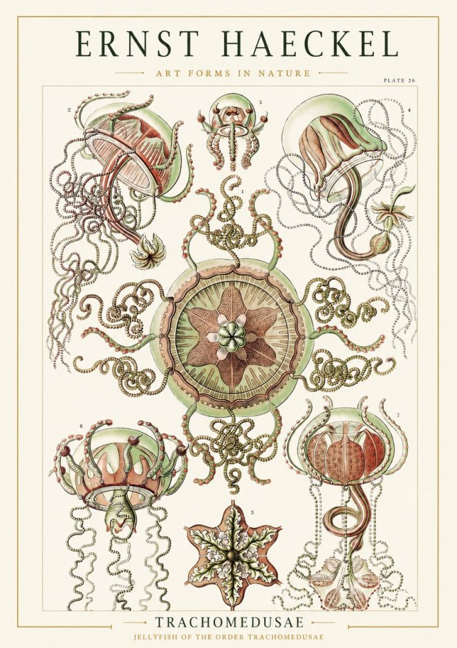 Ernst Haeckel Trachomedusae No1 - Plakat
