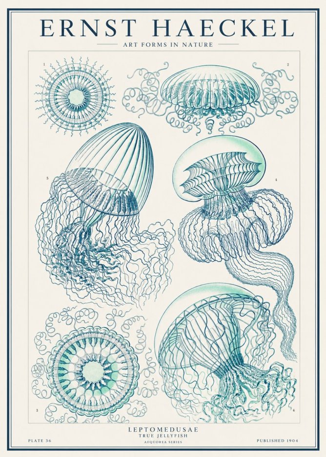 Ernst Haeckel Leptomedusae True Jellyfish No1 - Plakat