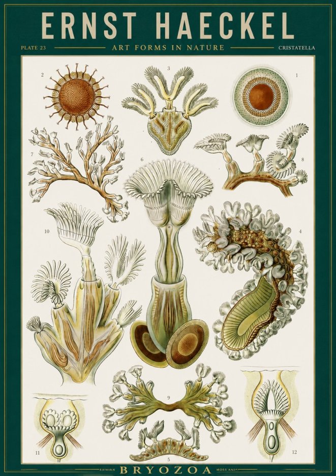 Ernst Haeckel Cristatella No2 - Plakat