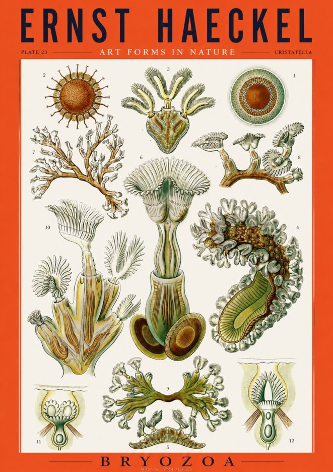 Ernst Haeckel Cristatella No3 - Plakat