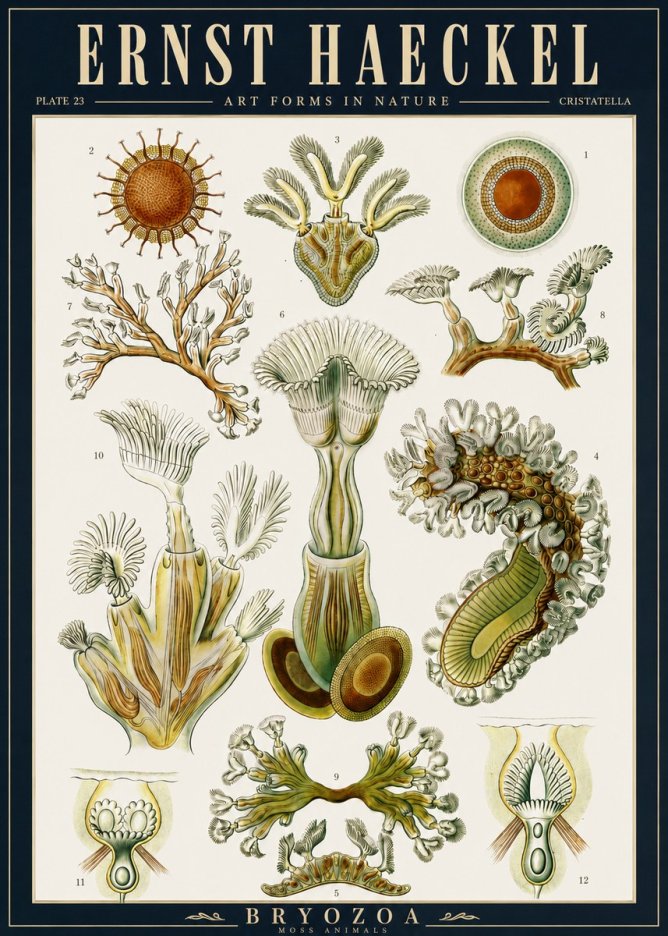 Ernst Haeckel Cristatella No5 - Plakat