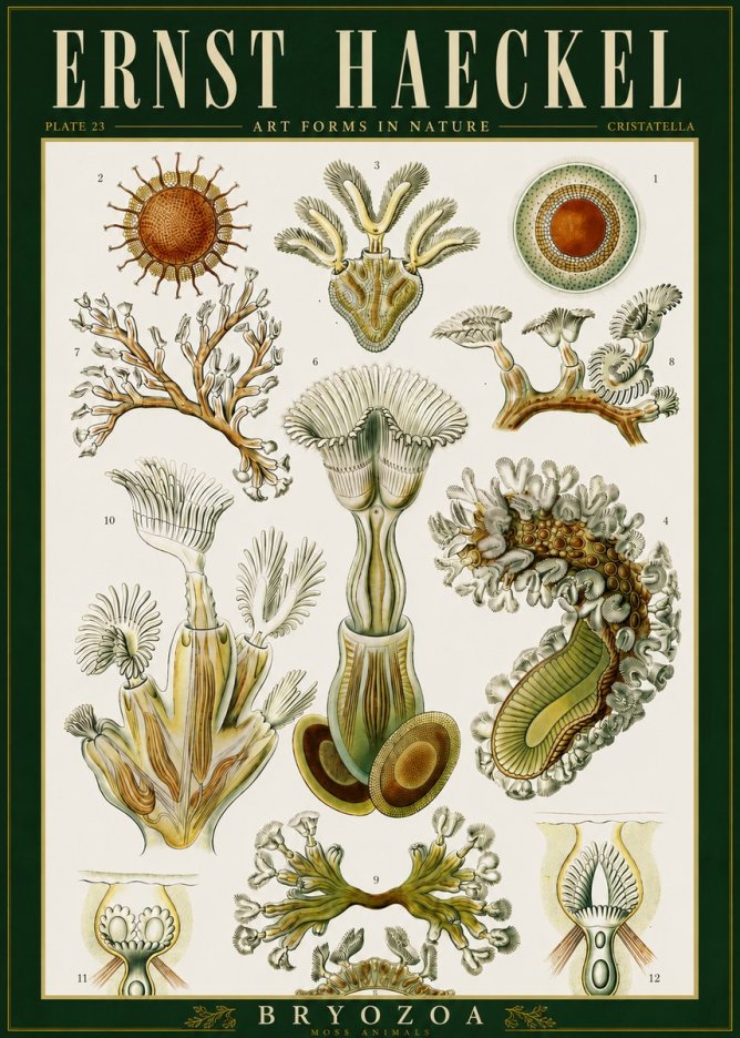 Ernst Haeckel Cristatella No6 - Plakat