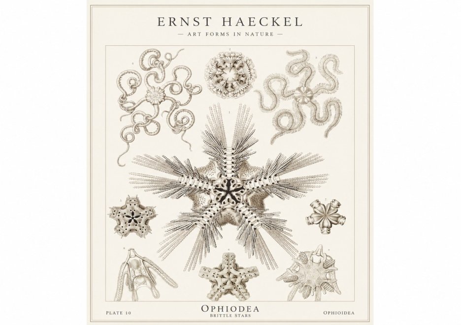 Ernst Haeckel Ophiodea - Brittle Stars I No1 - Plakat