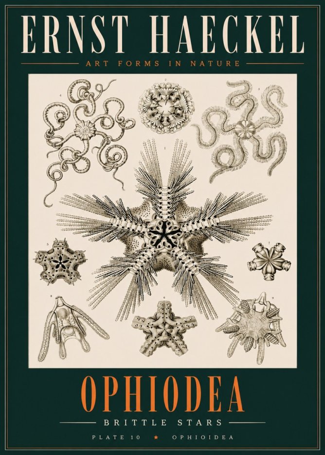 Ernst Haeckel Ophiodea - Brittle Stars I No2 - Plakat