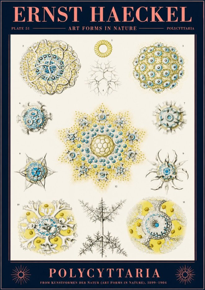 Ernst Haeckel Polycyttaria – Order of Radiolaria No2 - Plakat