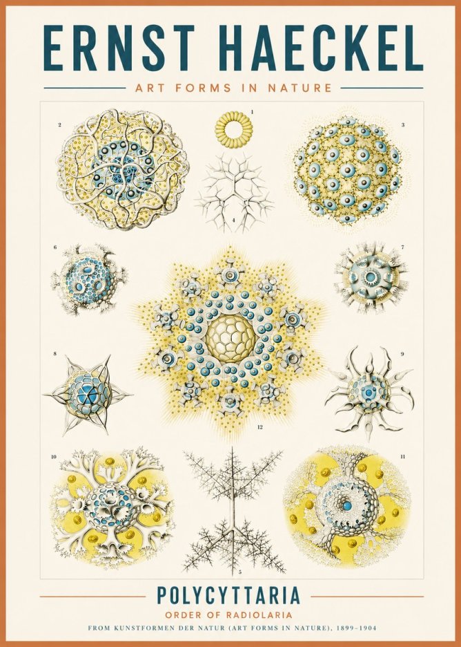 Ernst Haeckel Polycyttaria – Order of Radiolaria No3 - Plakat