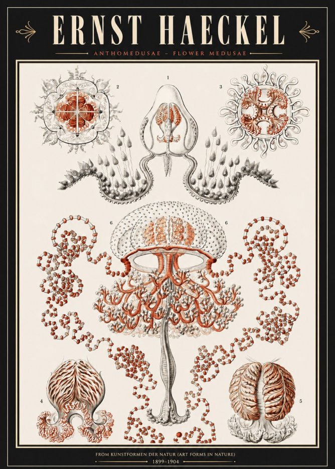 Ernst Haeckel Anthomedusae. Flower Medusae. No3 - Plakat
