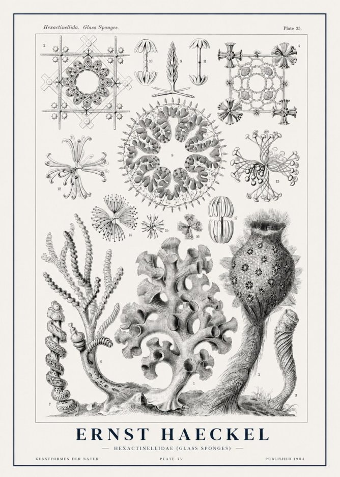 Ernst Haeckel Hexactinellida. Glass Sponges. No1 - Plakat
