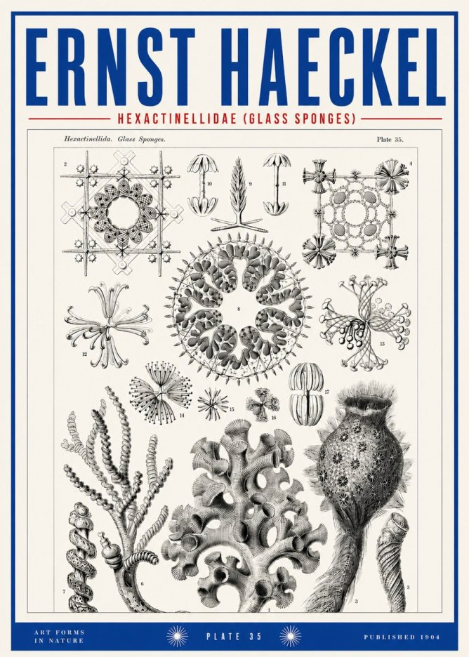 Ernst Haeckel Hexactinellida. Glass Sponges. No3 - Plakat