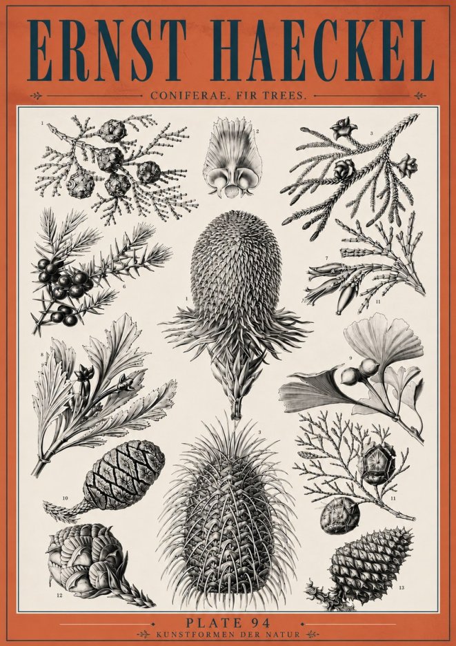 Ernst Haeckel Coniferae. Fir Trees. No6 - Plakat