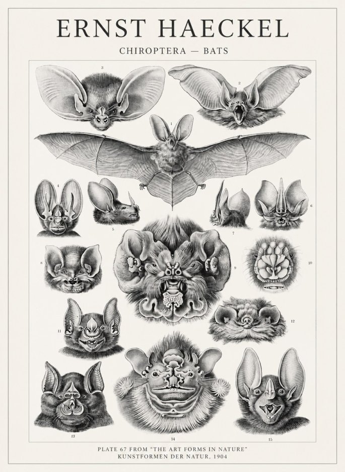 Ernst Haeckel Chiroptera Bats No4 - Plakat