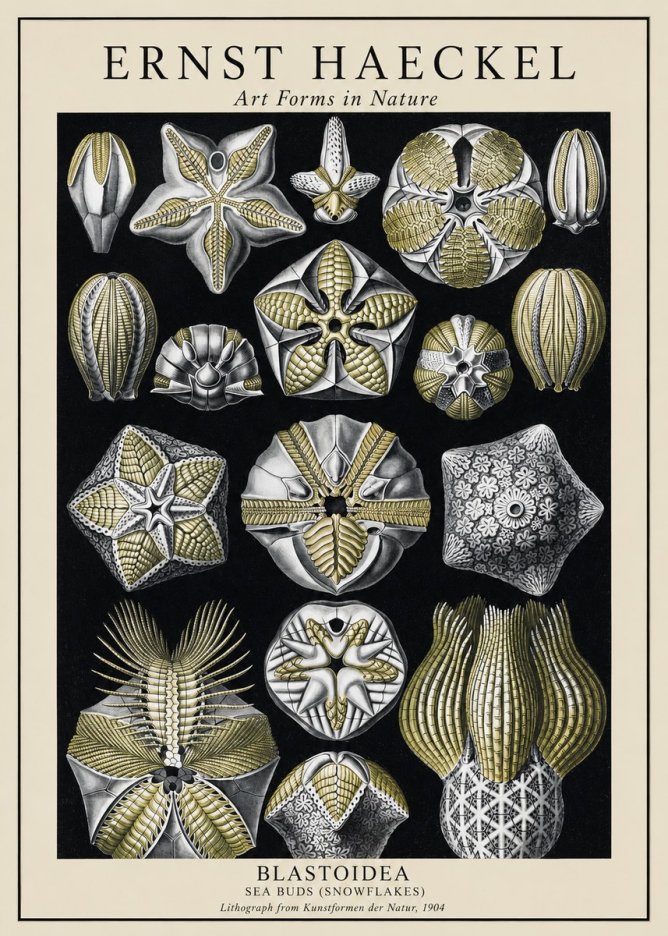 Ernst Haeckel Blastoidea Sea Buds (Snowflakes) No1 - Plakat