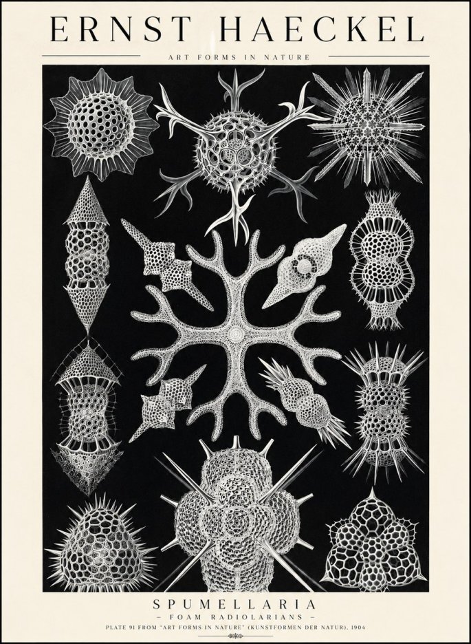 Ernst Haeckel Spumellaria No1 - Plakat