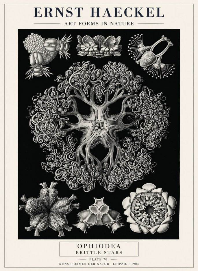 Ernst Haeckel Ophiodea - Brittle Stars II No4 - Plakat