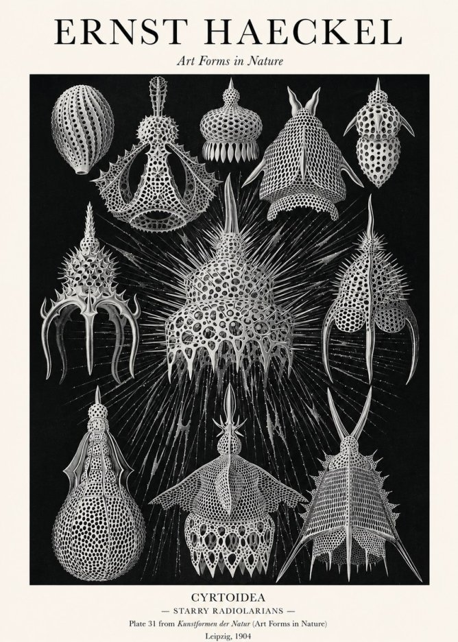 Ernst Haeckel Cyrtoidea - Starry Radiolarians No1 - Plakat