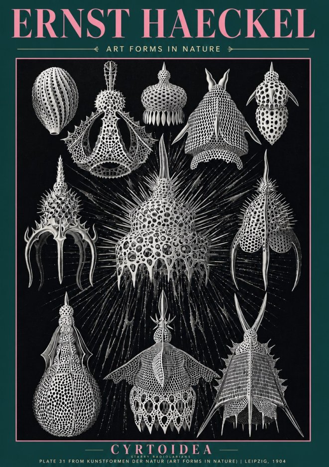 Ernst Haeckel Cyrtoidea - Starry Radiolarians No3 - Plakat