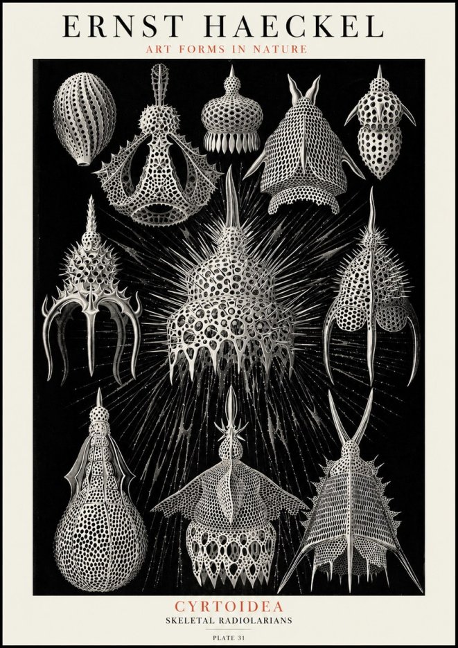 Ernst Haeckel Cyrtoidea - Starry Radiolarians No4 - Plakat