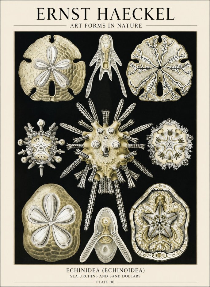 Ernst Haeckel Echinidea — Sea Urchins No6 - Plakat