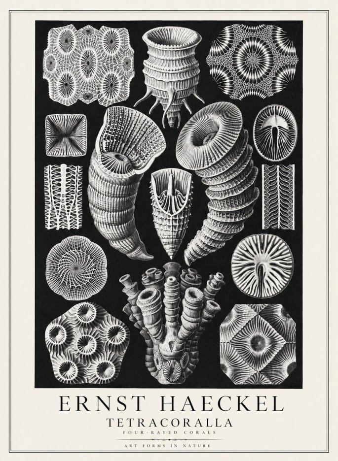 Ernst Haeckel Tetracoralla - Four-rayed Corals No3 - Plakat