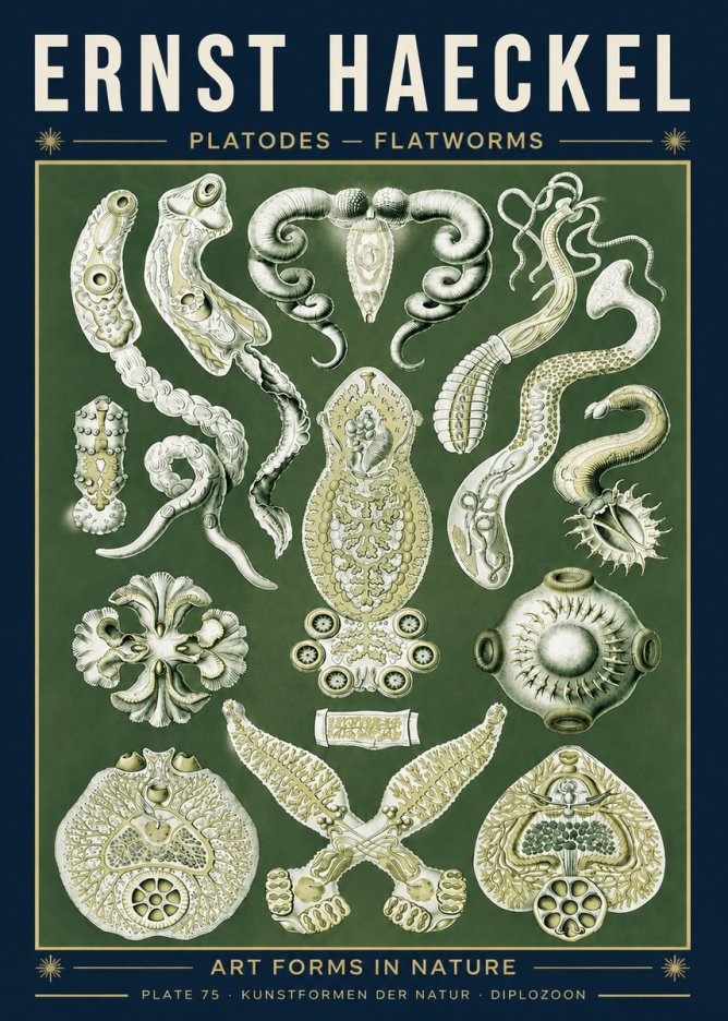 Ernst Haeckel Platodes – Flatworms No5 - Plakat