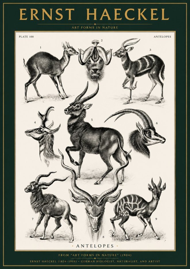 Ernst Haeckel Antelopes No2 - Plakat